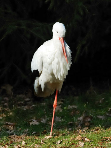 The One Legged Stork