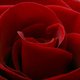 redjupe44