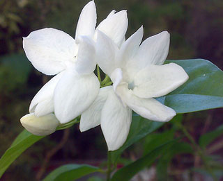 Definition of Sampaguita