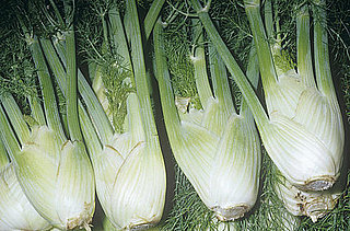 Guide to Fennel