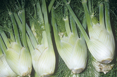 Guide to Fennel