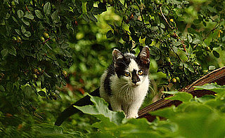 It's Feral Cat Day — Have You Ever Seen One?