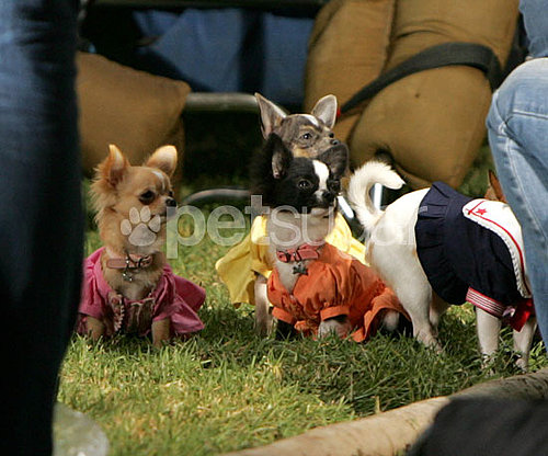Behind-the-Scenes of Beverly Hills Chihuahua 2 Behind-the-Scenes of Beverly Hills Chihuahua 2