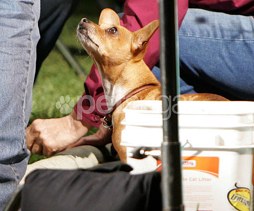 Behind-the-Scenes of Beverly Hills Chihuahua 2 Behind-the-Scenes of Beverly Hills Chihuahua 2