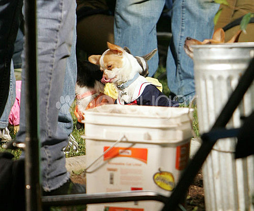Behind-the-Scenes of Beverly Hills Chihuahua 2 Behind-the-Scenes of Beverly Hills Chihuahua 2