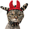 Is Your Kitty a Red Devil? 