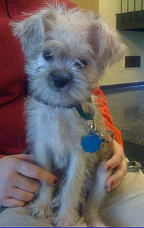 I Need Your Help . . .  Help Name This Puppy!