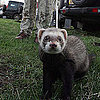 Do You Know Anyone With a Pet Ferret?
