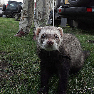 Do You Know Anyone With a Pet Ferret?