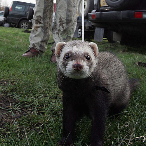 Do You Know Anyone With a Pet Ferret?