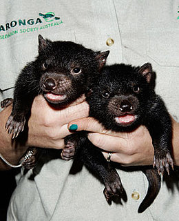 Four Cute Tasmanian Devil Babies Born at the Taronga Zoo!