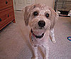 Pet Pic of the Day: Oakley Loves the Camera and the Photographer