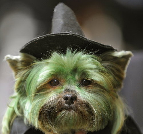 You Wicked, Wicked Witch! You Wicked, Wicked Witch!