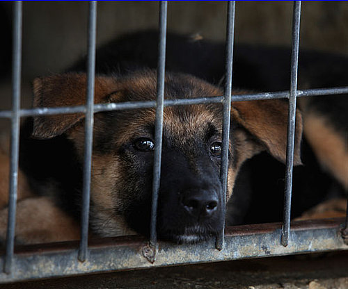 Myth: Dogs Are in Shelters Because They Were Not Good Pets. Myth: Dogs Are in Shelters Because They Were Not Good Pets.