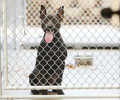 Myth: All Shelter Dogs Have a History of Abuse. Myth: All Shelter Dogs Have a History of Abuse.