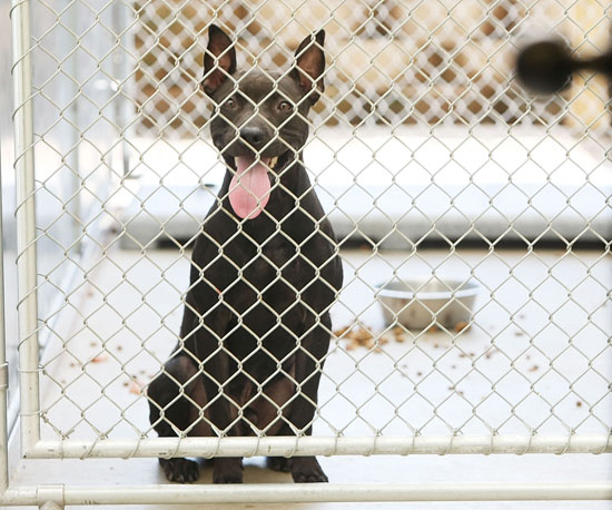 Myth: All Shelter Dogs Have a History of Abuse. Myth: All Shelter Dogs Have a History of Abuse.
