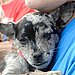 Myth: Shelter Dogs Are Medical "Gambles."