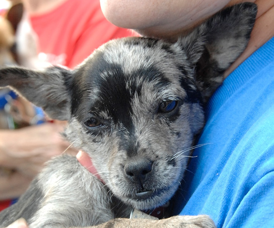 Myth: Shelter Dogs Are Medical "Gambles." Myth: Shelter Dogs Are Medical "Gambles."