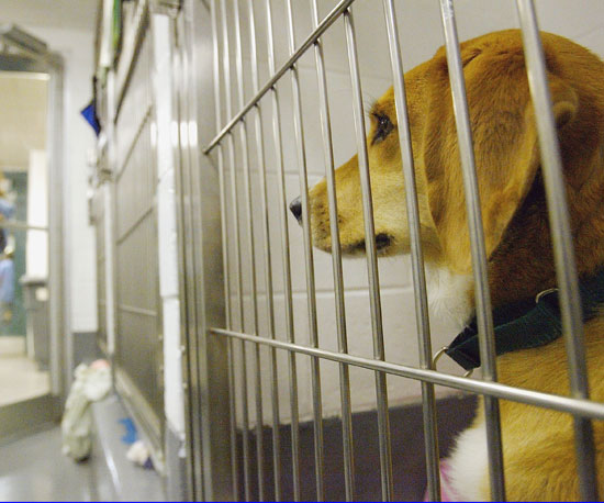 Myth: Shelter Dogs Are There For a Good Reason. Myth: Shelter Dogs Are There For a Good Reason.