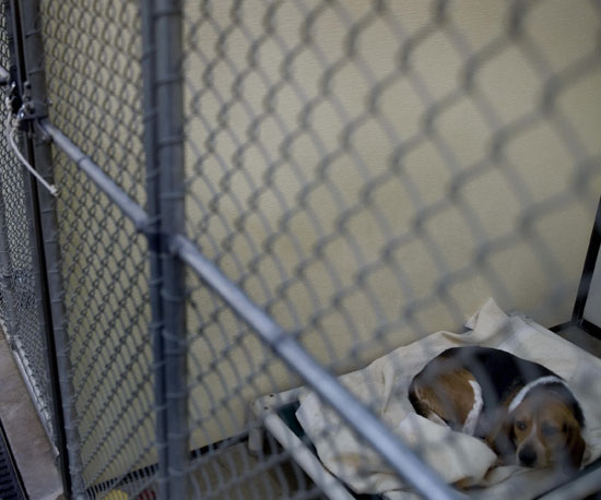 Myth: There Are No Purebred Dogs.