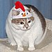 Chicken Hat, Chicken Cat