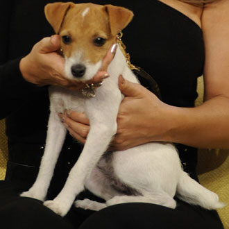 Name Famously Furry Faces: Jack Russell Terrier Edition! Name Famously Furry Faces: Jack Russell Terrier Edition!