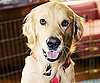Pet Pic of the Day: Happy Wedding Day, Alabama!