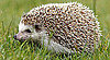 Adorable Hedgies Just May Rub Off on You: In the LINK of an Eye!