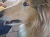 Dog Eats Corn on the Cob 