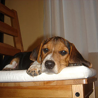 Guess What Breed Superquiz: Ain't Nuthin' but a Hound Dog