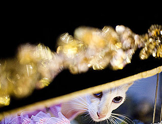 Guess What Cat?