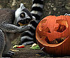 Bristol Zoo Celebrates Halloween