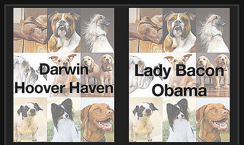Can You Tell Which Dog Name Is Wackiest For a Shot at $1,000?