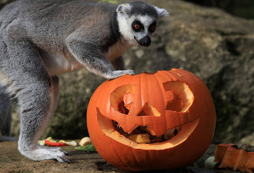 Bristol Zoo Celebrates Halloween Bristol Zoo Celebrates Halloween