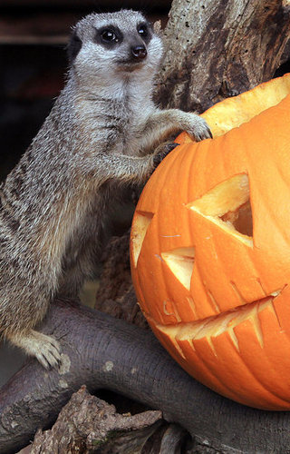 Bristol Zoo Celebrates Halloween Bristol Zoo Celebrates Halloween