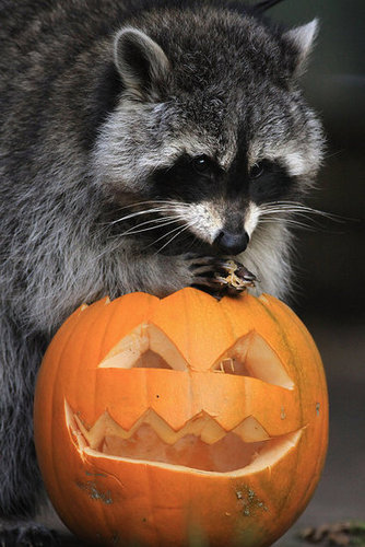 Bristol Zoo Celebrates Halloween Bristol Zoo Celebrates Halloween