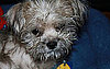 Did You Pick Your Pet's Name Before the Animal Itself?