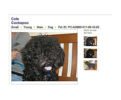 Petfinder Petfinder