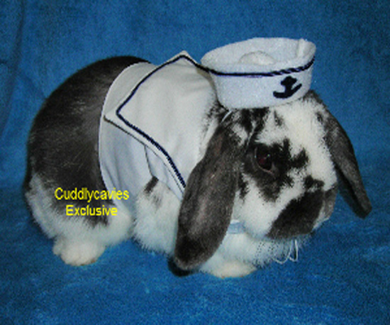 Lucky Rabbit, Next Year the Costume Fairy Comes For You Lucky Rabbit, Next Year the Costume Fairy Comes For You