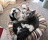 Pet Pic of the Day: Olive and Grady Are Cuddle Buddies