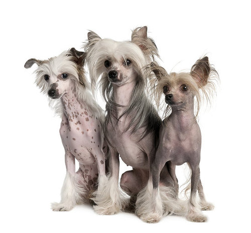 Chinese Crested Chinese Crested