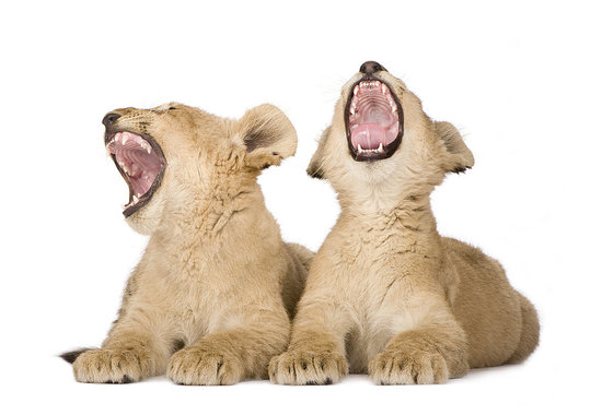 Sleepy Lions