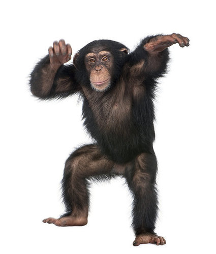 Chimp Dance Chimp Dance