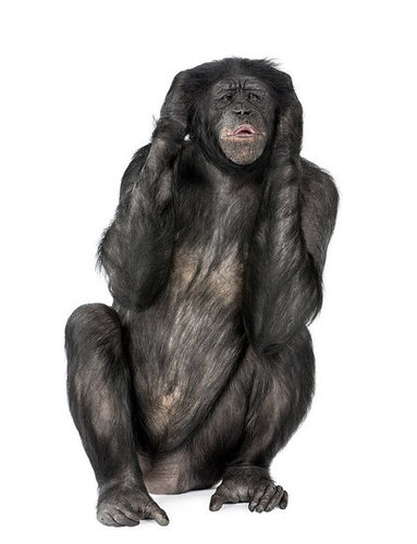 Hear No Evil Hear No Evil