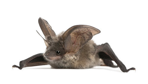 Be Batty Be Batty