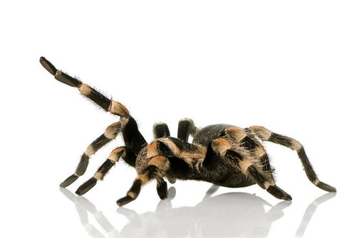 Hairy Spider Hairy Spider