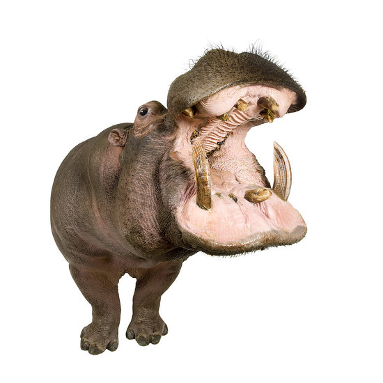 Hippo