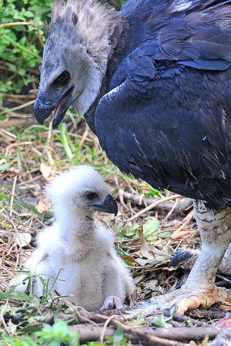 Protective Parent Protective Parent
