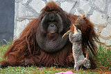 No Bunny Was Harmed in the Shooting of These Orangutan Pics No Bunny Was Harmed in the Shooting of These Orangutan Pics