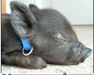 Kingsford the Cute, Tiny Piglet